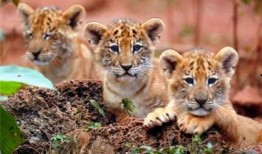 虎狮虎兽最新爆料,神秘生物之谜揭开面纱